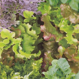 Бэби салат Французская смесь