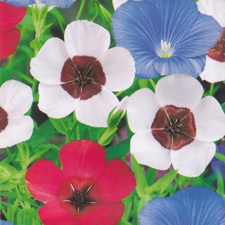 Лен Мозаика крупноцветковый смесь