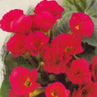 Примула Розанна красная F1 махровая