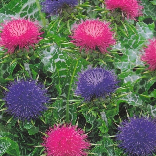 Расторопша Здравушка (пятнистая)