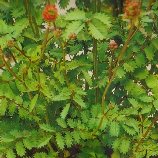 Черноголовник Резус кровохлебковый