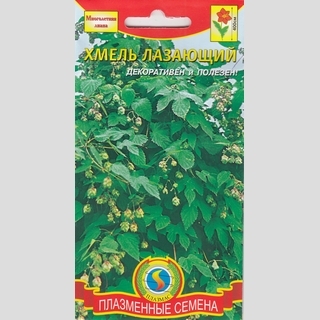 Хмель лазающий