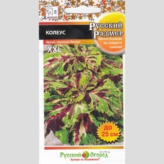 Колеус Русский размер