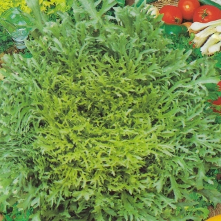 Салат Эндивий Кладезь Витаминов