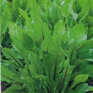 Салат Стрелы амура (цикорный)