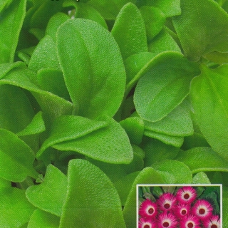 Хрустальная травка Иней