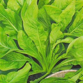 Салат Сахарные ломтики цикорный