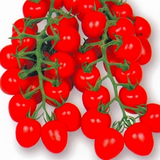 Томат Амако F1