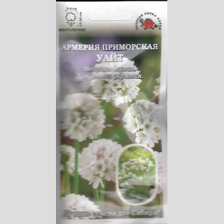 Армерия приморская Уайт