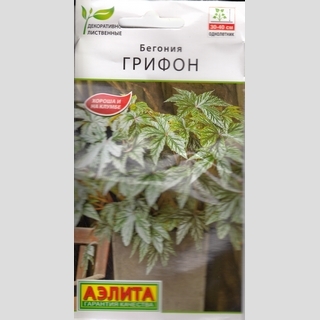 Бегония Грифон