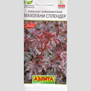 Гибискус Махогани Сплендер