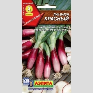 Лук Красный (батун)