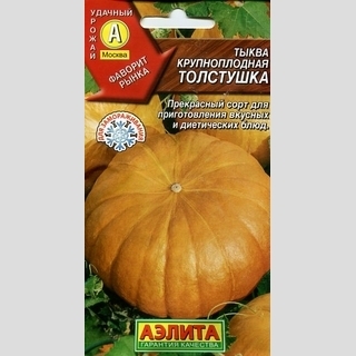 Тыква Толстушка