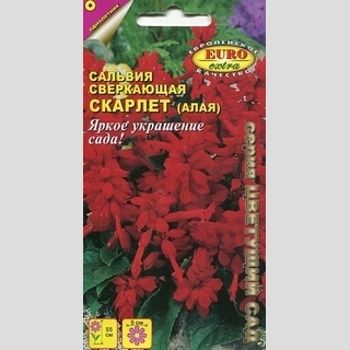 Сальвия Скарлет сверкающая (алая)