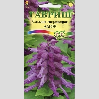 Сальвия Амор лавандовая