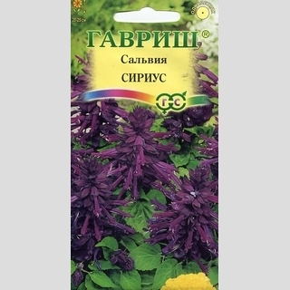 Сальвия Сириус