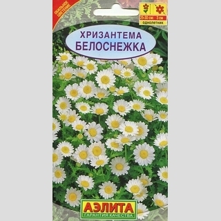 Хризантема Белоснежка