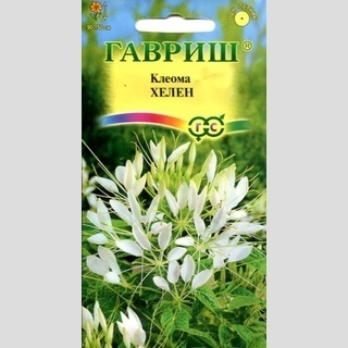 Клеома Хелен