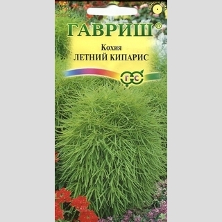 Кохия Летний кипарис (веничная)
