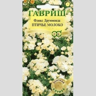 Флокс Птичье молоко