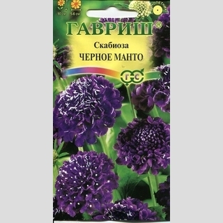 Скабиоза Чёрное манто пурпурная