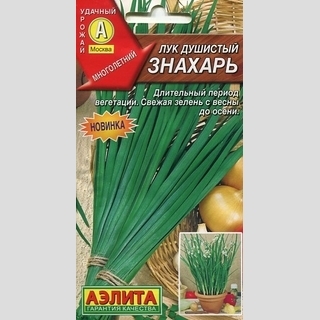 Лук Знахарь (душистый)