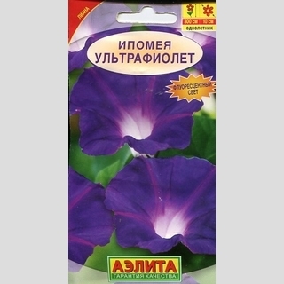 Ипомея Ультрафиолет