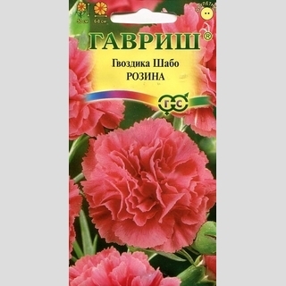 Гвоздика Розина (Шабо)