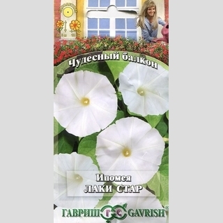 Ипомея Лаки стар