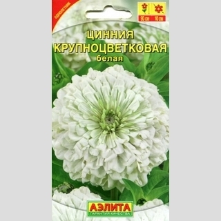 Цинния Крупноцветковая Белая