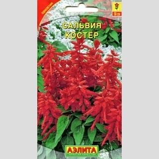 Сальвия Костер