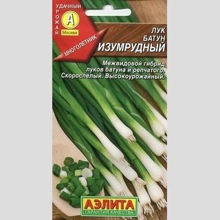 Лук Изумрудный (батун)