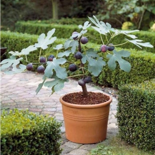 Инжир Садовый (большой пакет)