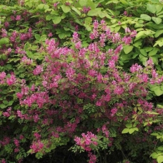 Индигофера Роузи (ложнокрасильная)