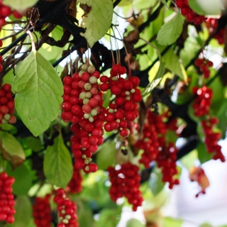 Лимонник Китайский