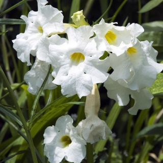 Инкарвиллея Белый лебедь китайская