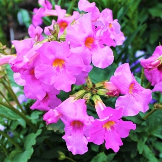 Инкарвиллея Делавея Зимостойкая глоксиния