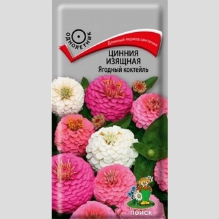 Цинния Ягодный коктейль (изящная)