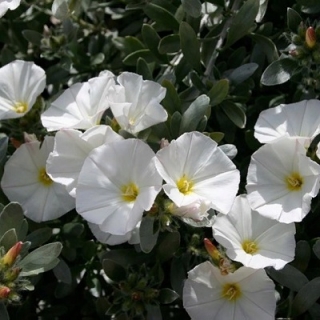 Ипомея Лаки стар