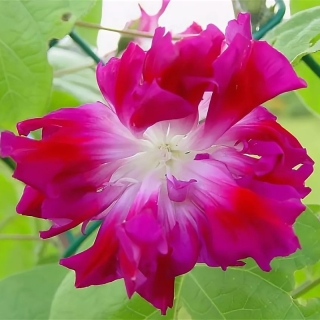 Ипомея Леди Флер (махровая)