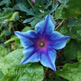 Ипомея нил Сапфировые Звезды