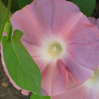 Ипомея Шоколад