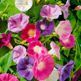 Ипомея Смесь окрасок