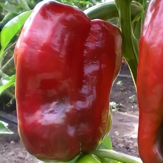 Перец Испанский бык