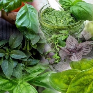 Набор семян Итальянские травы 6 пакетов (б/п)