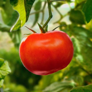 Томат Йетина Мать