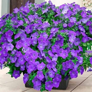 Петуния Изи Вейв F1 Лавендер Скай Блю (Семена Профи)