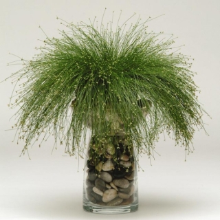 Изолепсис Лив Ваер