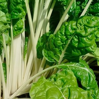 Мангольд Изумруд