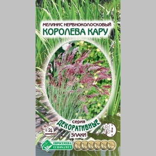 Мелинис Королева Кару (нервноколосковый)